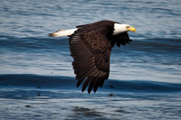 Eagle 2