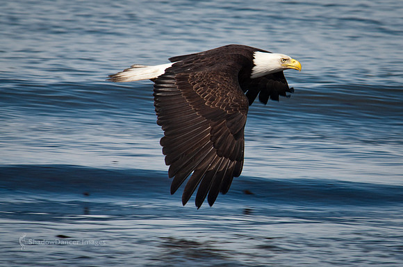 Eagle 2