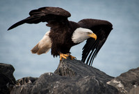 Eagle 5