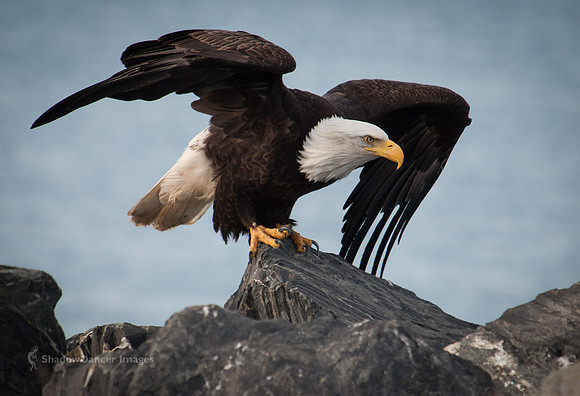 Eagle 5