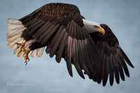 Eagle 4