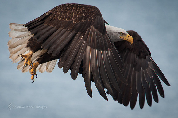 Eagle 4