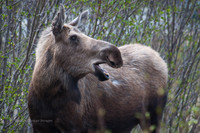 Moose