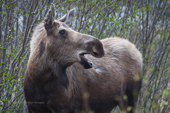 Moose