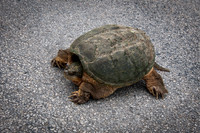 Wildlife