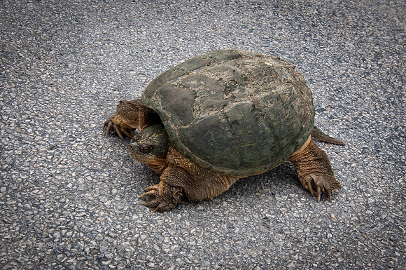 Turtle-001