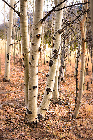 Colorado Aspens