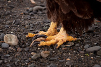 Eagle Feet