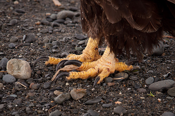 Eagle Feet
