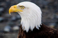 Eagle 7