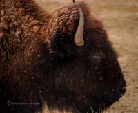 Buffalo