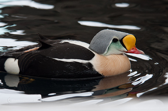 Duck