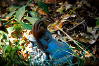Chipmunk-004