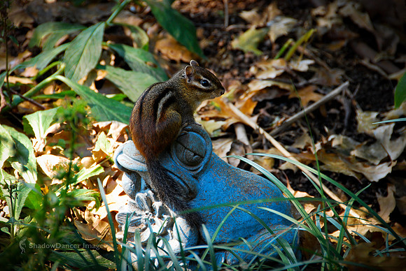Chipmunk-004