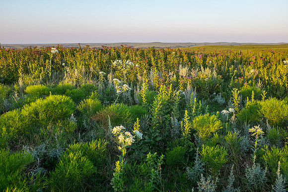 Wild flower view