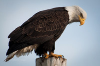 Eagle 6