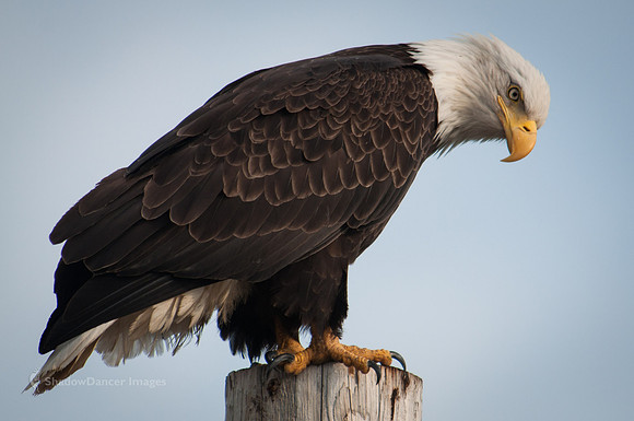 Eagle 6