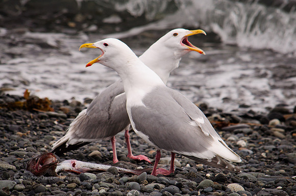 Gulls