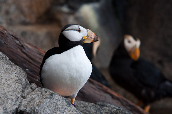 Puffin