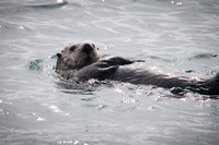 Otter