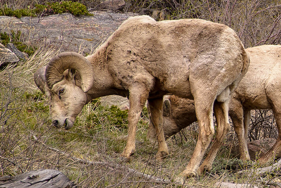 Bighorn Sheep