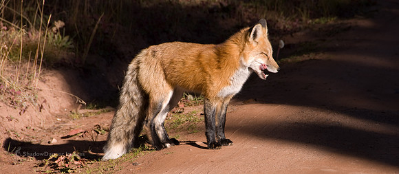 Fox