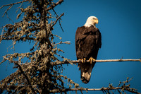 Eagle 1