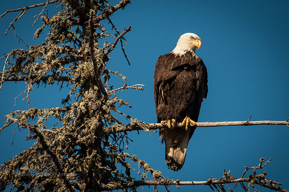 Eagle 1