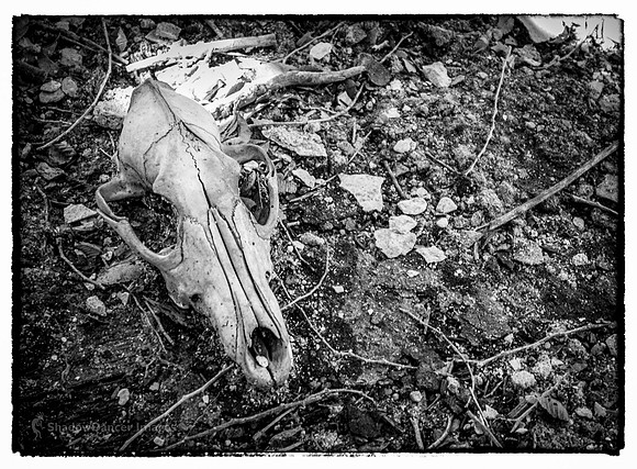 Skull