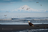 Eagle 3