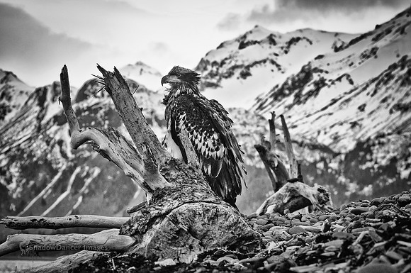 Young Eagle